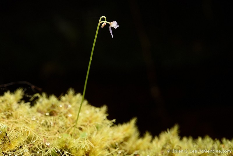 Utricularia furcellata photo 2