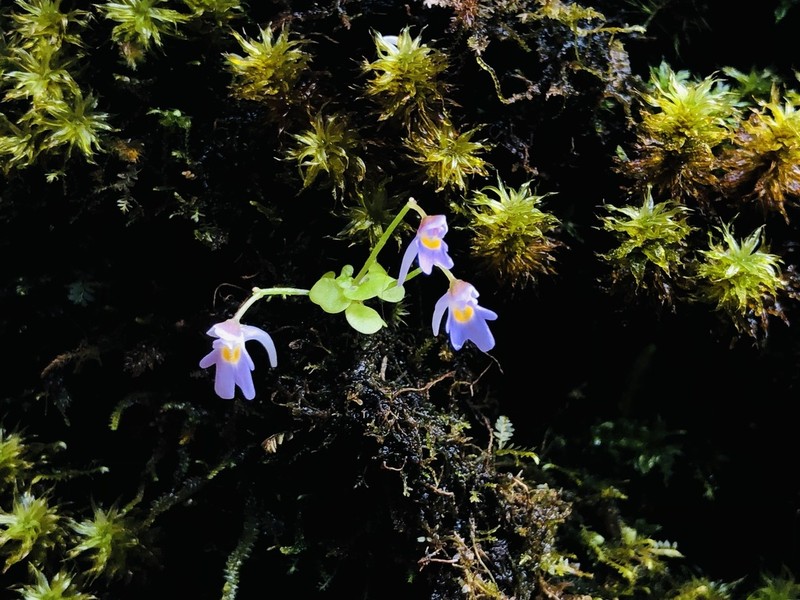 Utricularia furcellata photo 3