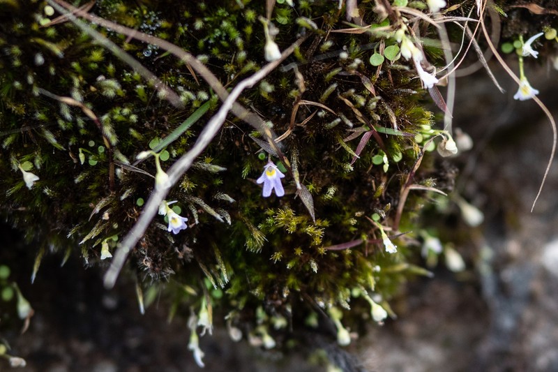 Utricularia furcellata photo 4