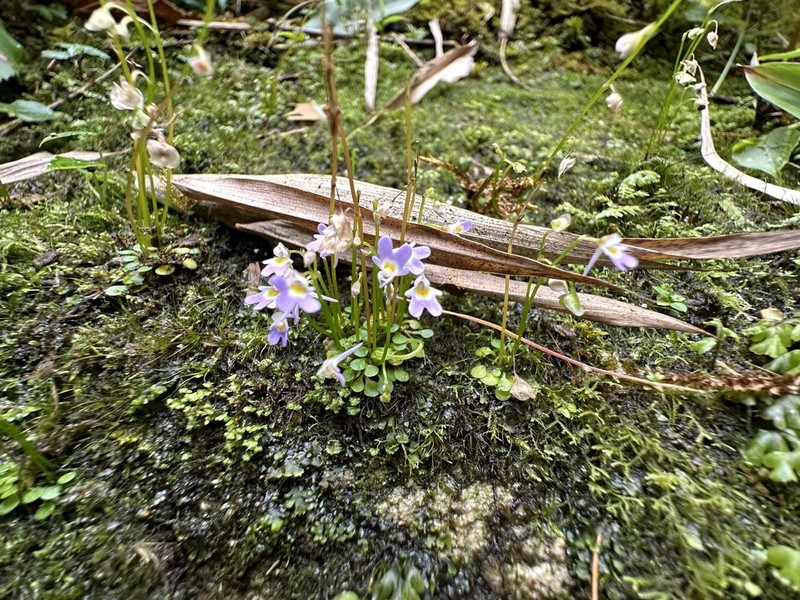 Utricularia furcellata photo 5