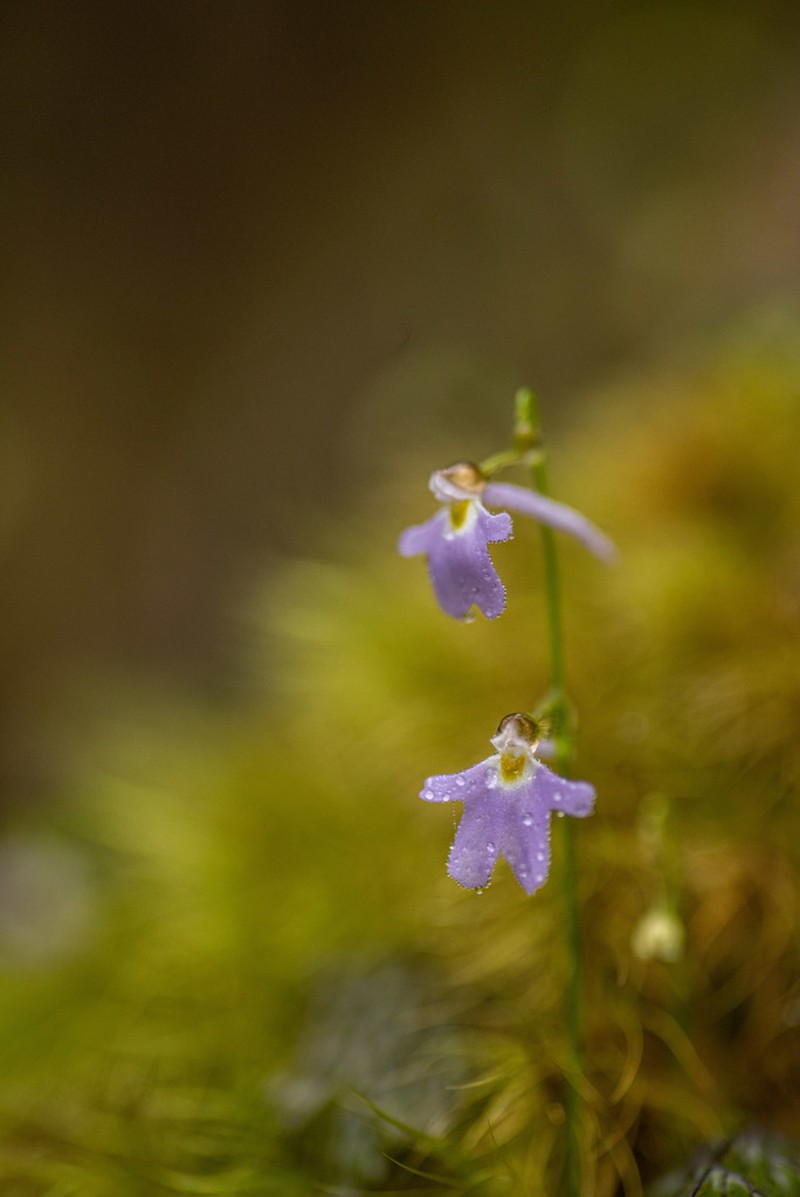Utricularia furcellata photo 6