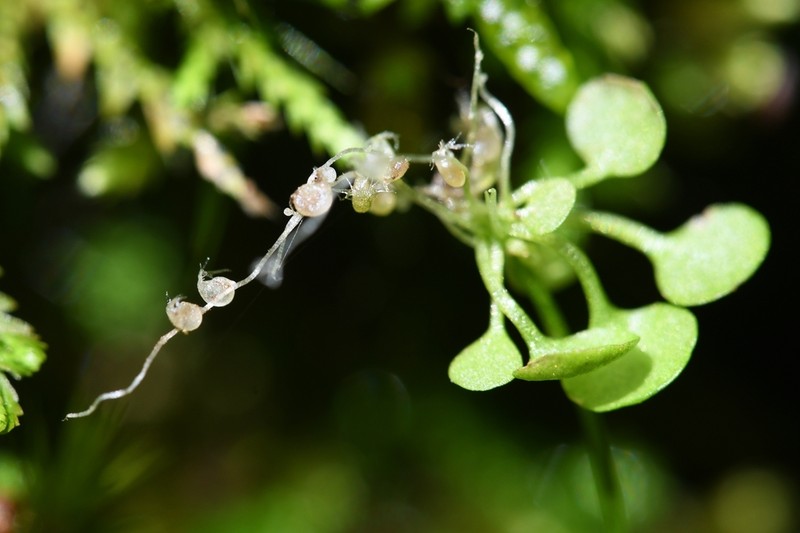 Utricularia furcellata photo 7