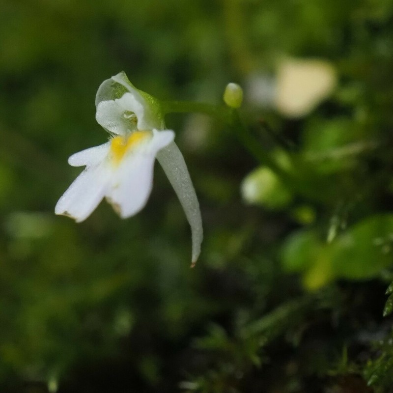 Utricularia furcellata photo 8