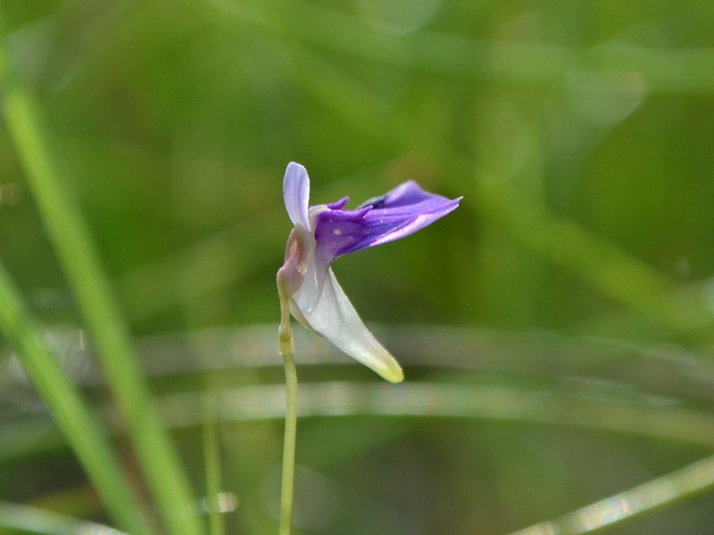 Utricularia gaagudju