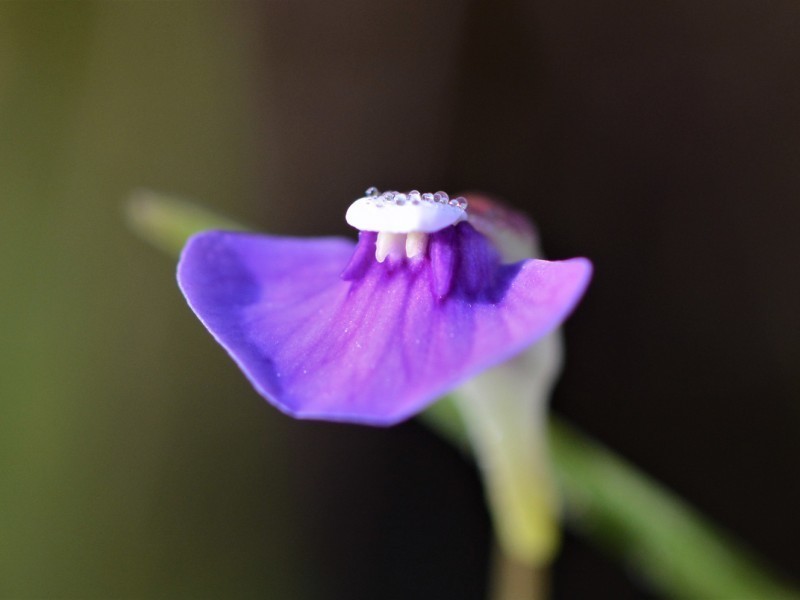 Utricularia gaagudju photo 2