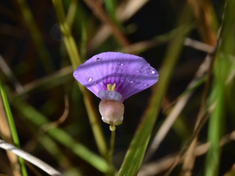 Utricularia gaagudju photo 3