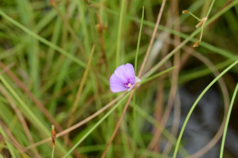 Utricularia gaagudju photo 4