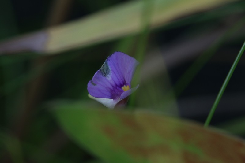 Utricularia gaagudju photo 5