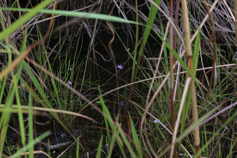 Utricularia gaagudju photo 6