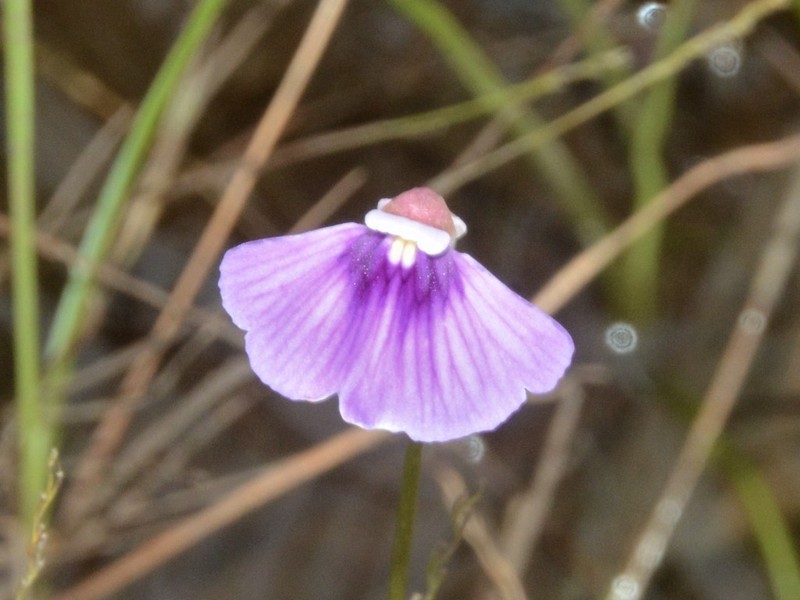 Utricularia gaagudju photo 8