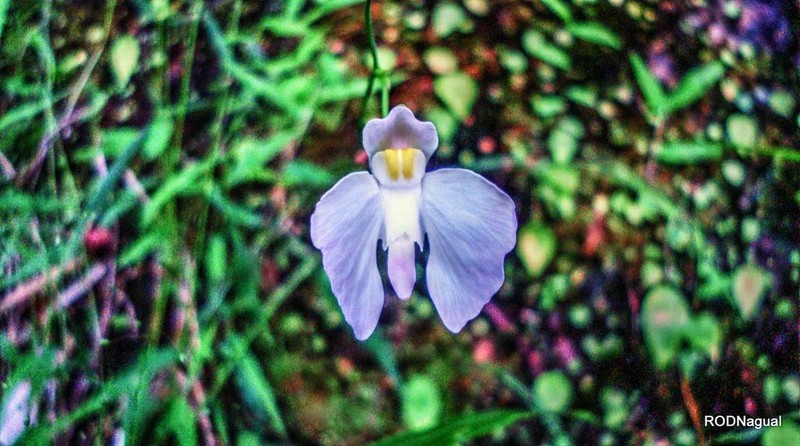 Utricularia geminiloba