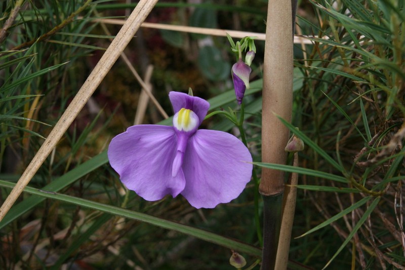 Utricularia geminiloba photo 2