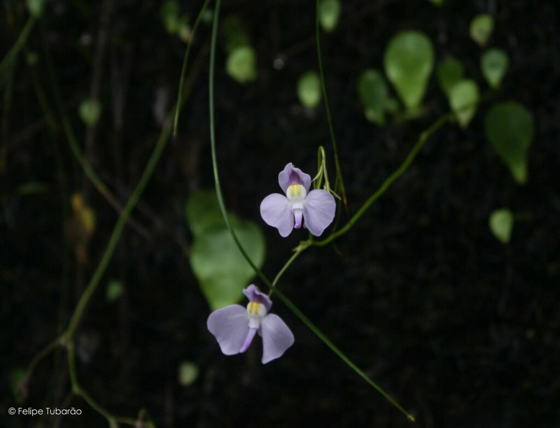 Utricularia geminiloba photo 3