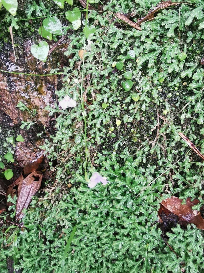 Utricularia geminiloba photo 4