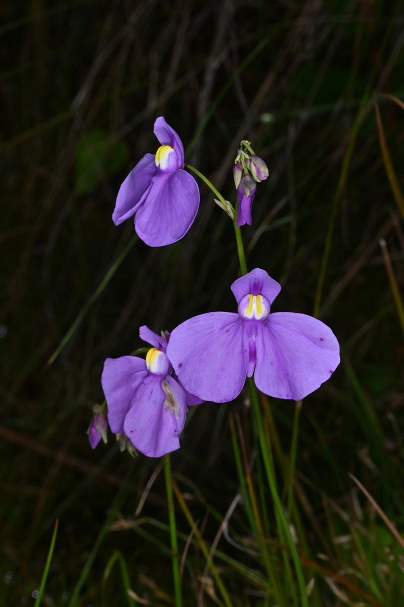Utricularia geminiloba photo 5
