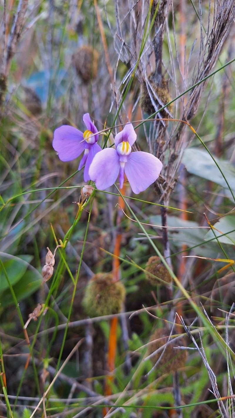 Utricularia geminiloba photo 6