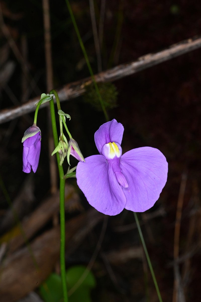Utricularia geminiloba photo 7