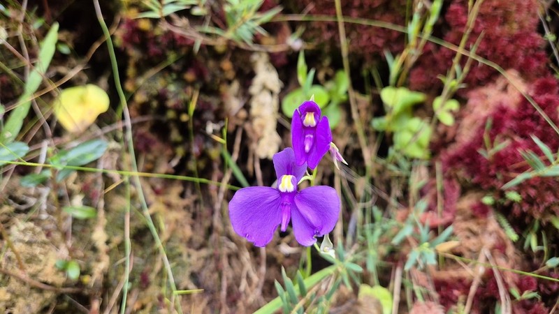 Utricularia geminiloba photo 8