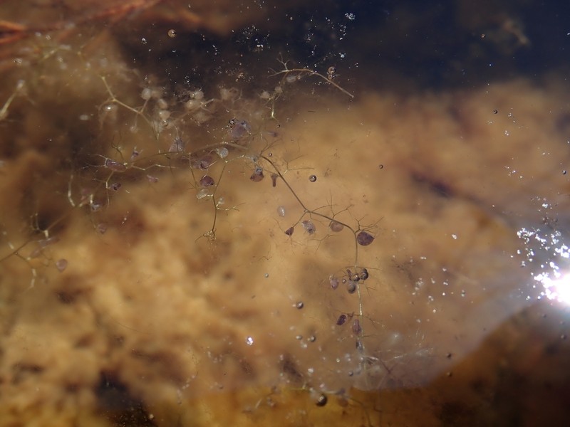 Hiddenfruit Bladderwort photo 2