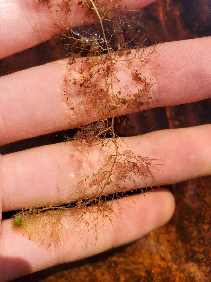 Hiddenfruit Bladderwort photo 3