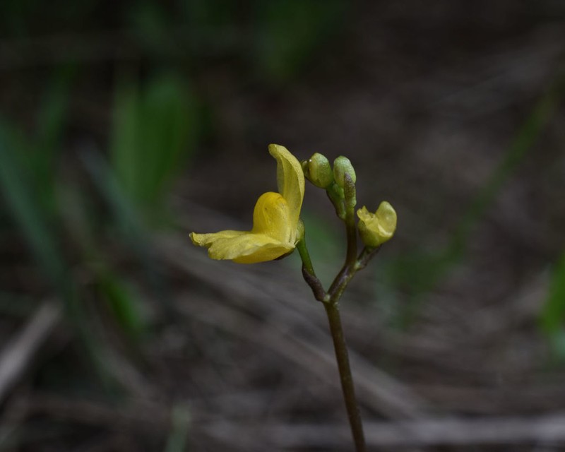 Hiddenfruit Bladderwort photo 4