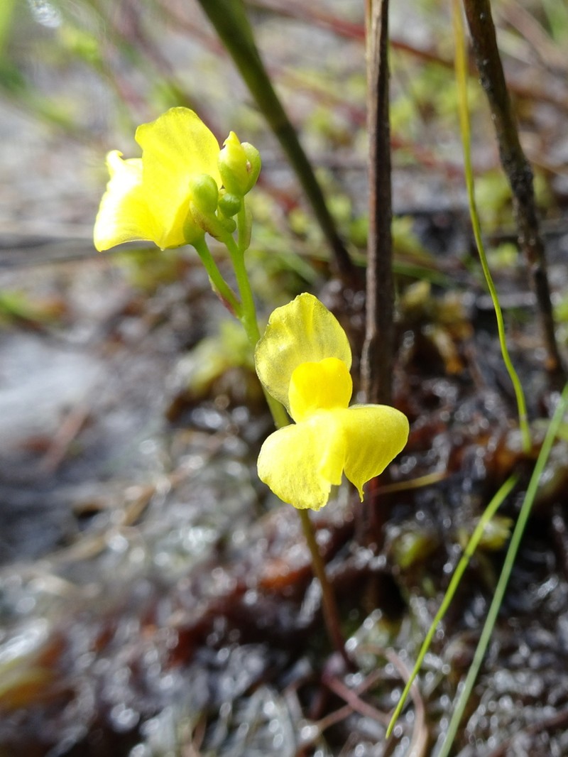 Hiddenfruit Bladderwort photo 5
