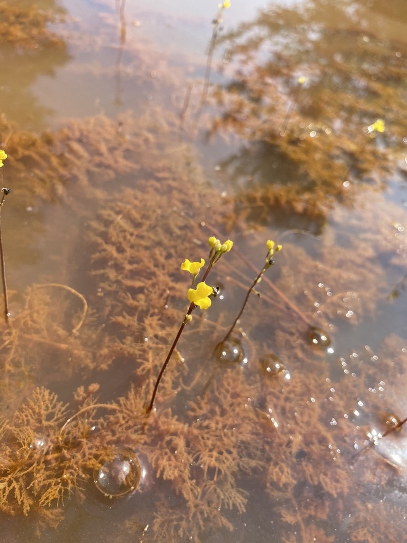 Hiddenfruit Bladderwort photo 6