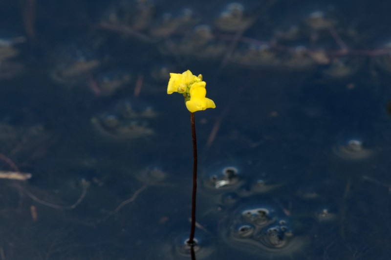 Hiddenfruit Bladderwort photo 7