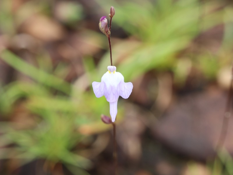 Utricularia geoffrayi photo 2