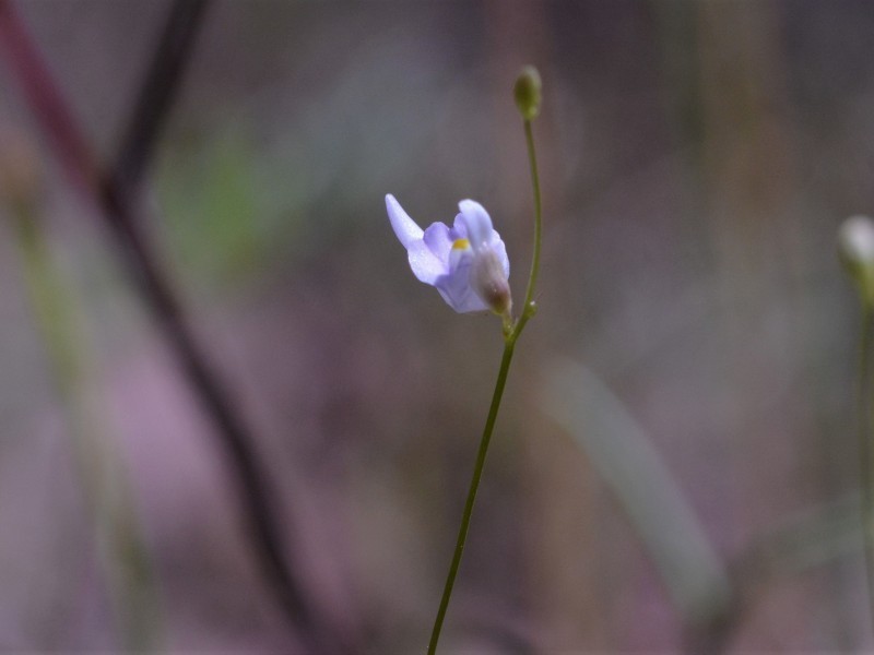 Utricularia geoffrayi photo 3
