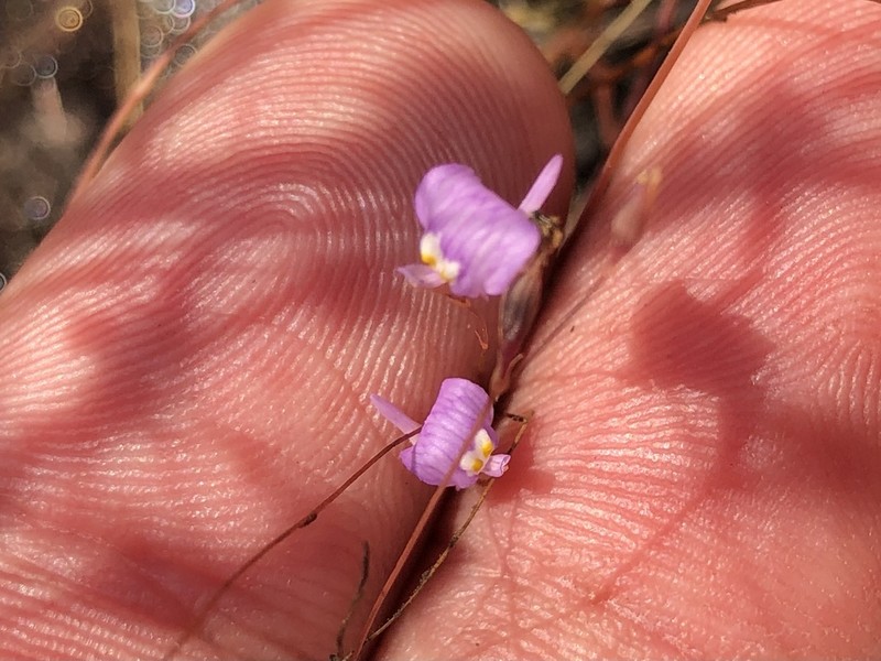 Utricularia geoffrayi photo 4