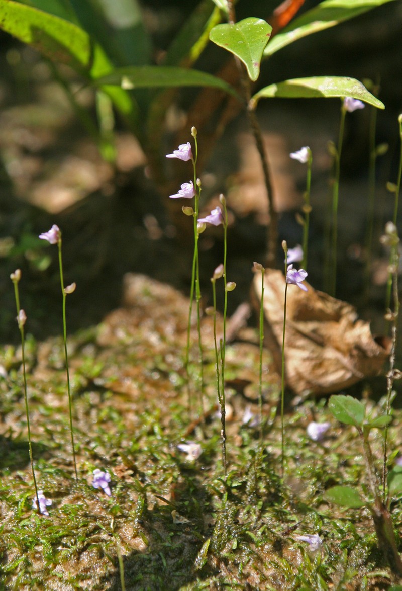 Utricularia geoffrayi photo 5