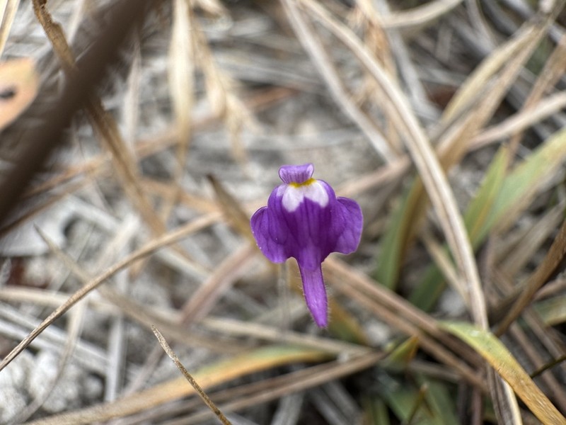 Utricularia geoffrayi photo 6