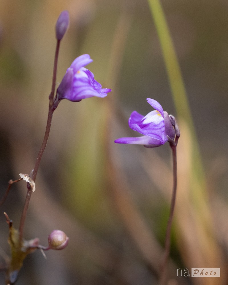 Utricularia geoffrayi photo 7