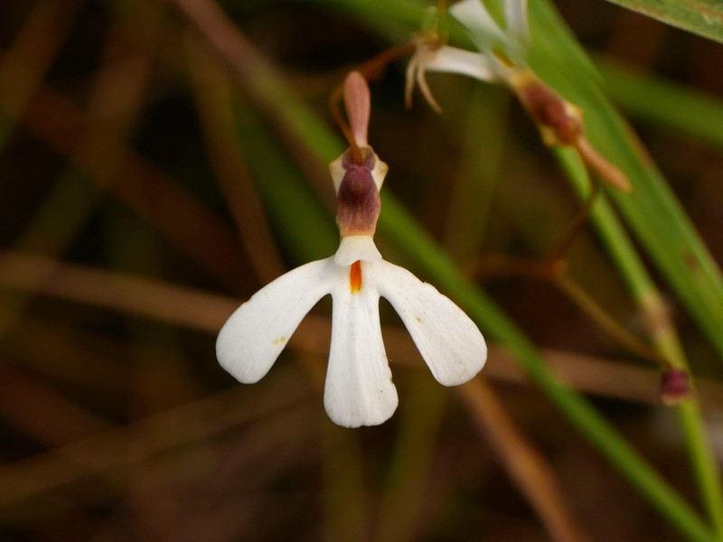 Utricularia georgei photo 2
