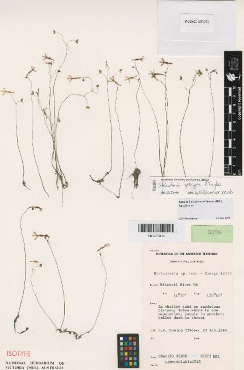 Utricularia georgei photo 3
