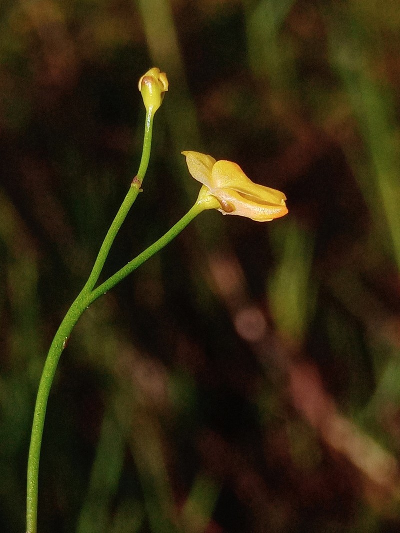 Bladderwort photo 4