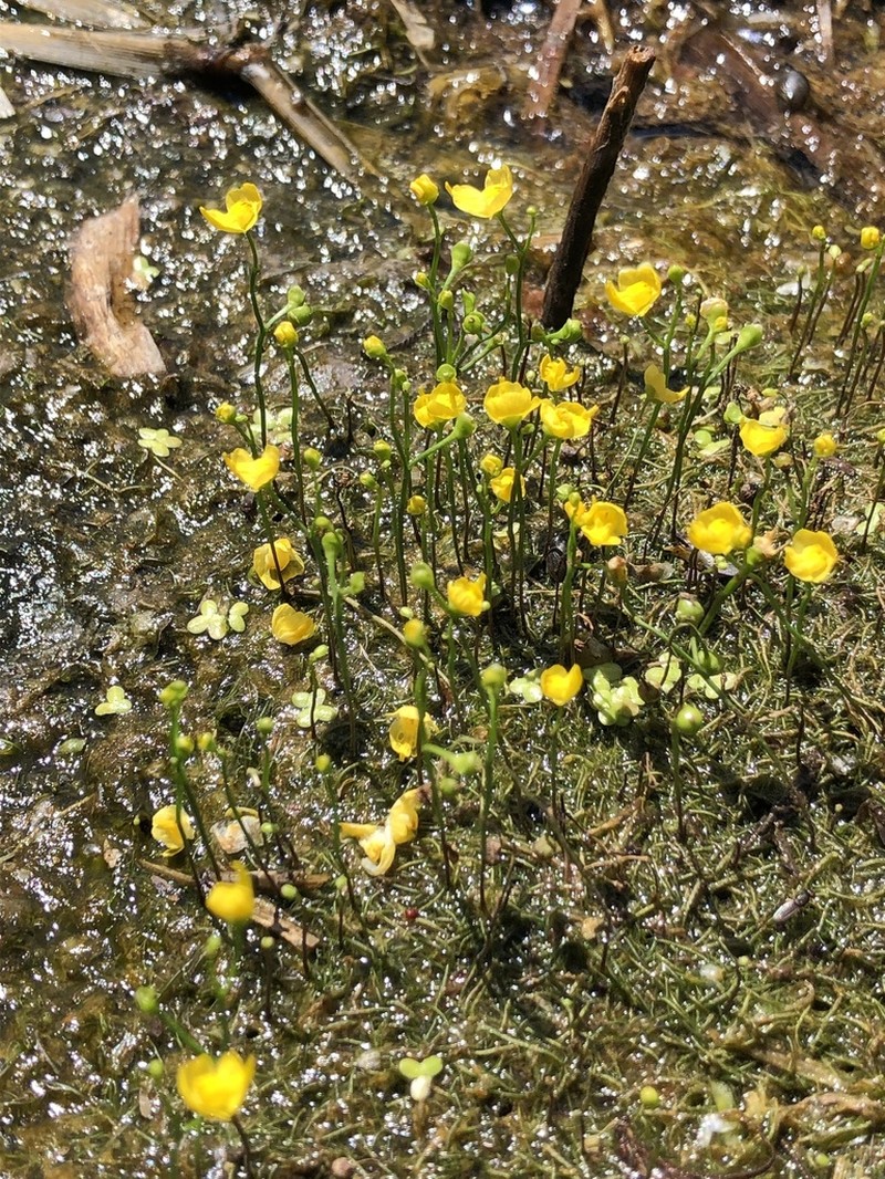 Bladderwort photo 7