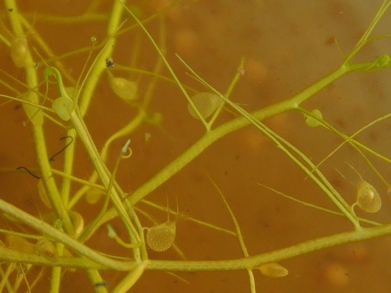 Bladderwort photo 8