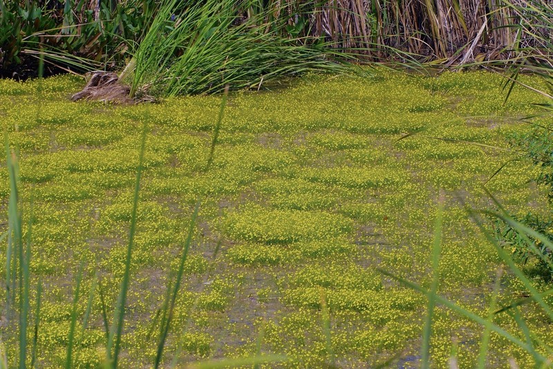 Humped Bladderwort photo 5