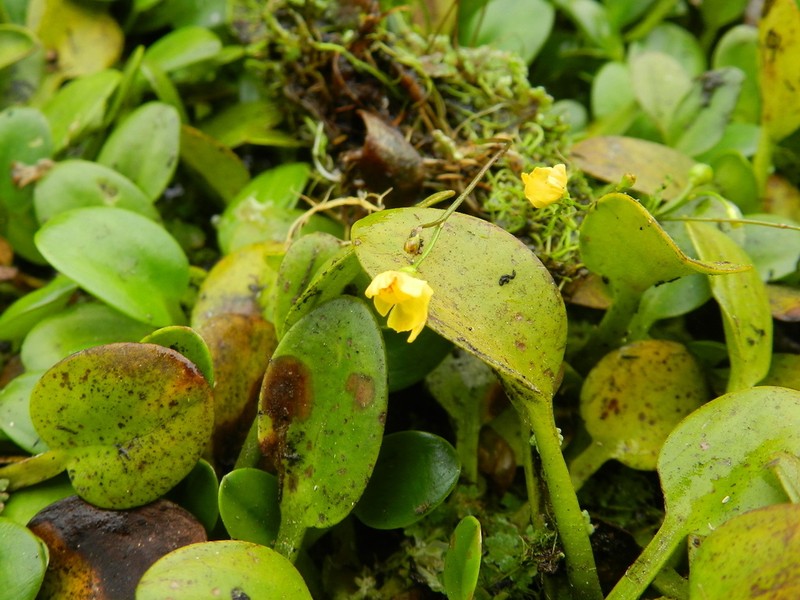 Humped Bladderwort photo 6