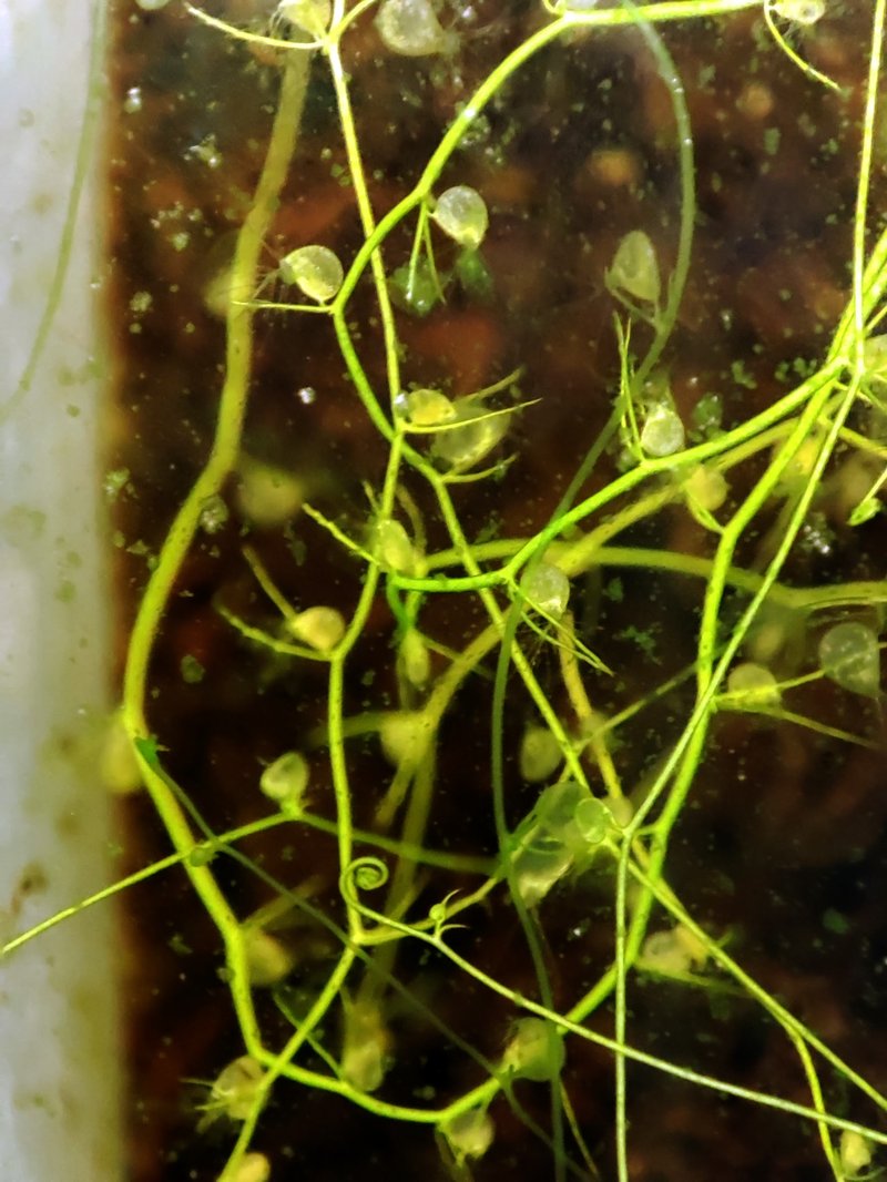 Humped Bladderwort photo 4