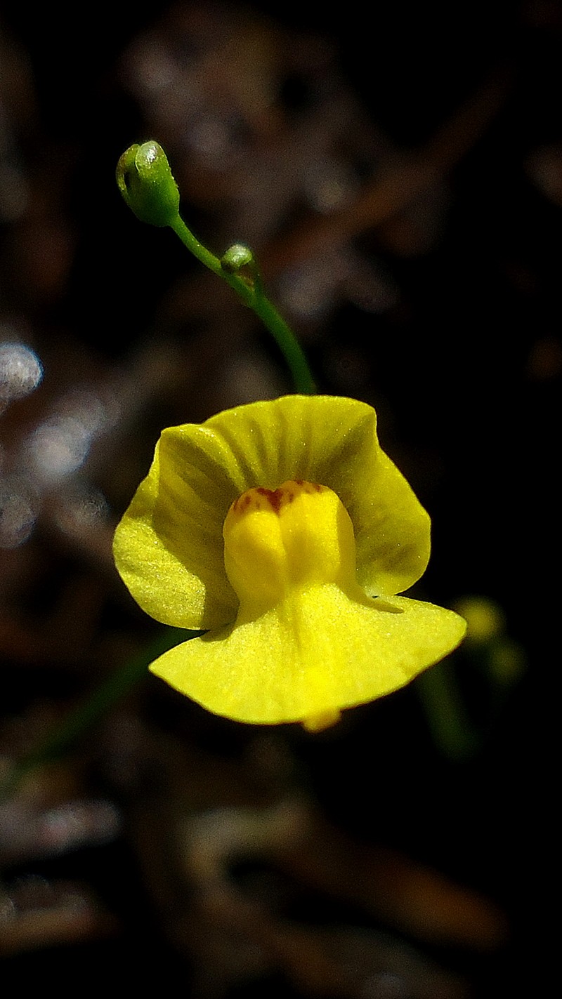 Bladderwort