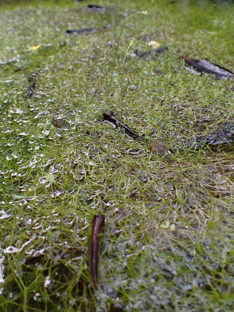 Humped Bladderwort photo 2
