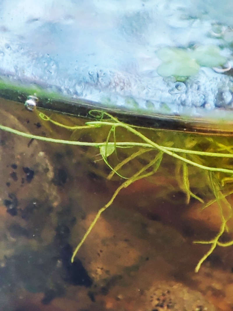 Humped Bladderwort photo 3