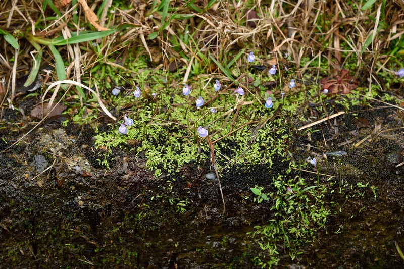 Utricularia graminifolia photo 2
