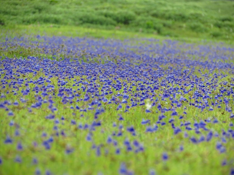 Utricularia graminifolia photo 3
