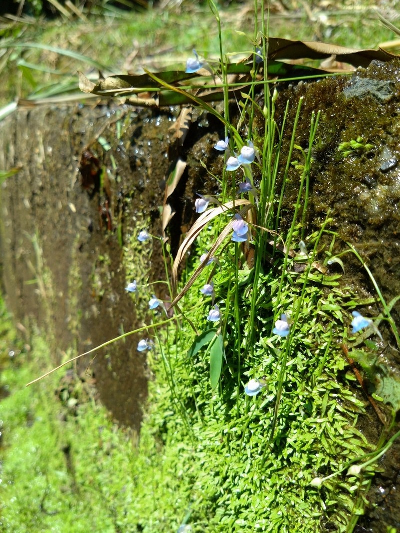 Utricularia graminifolia photo 4