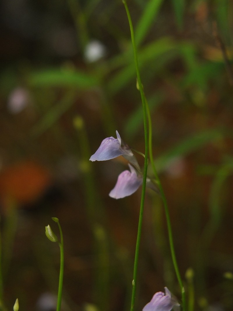 Utricularia graminifolia photo 5