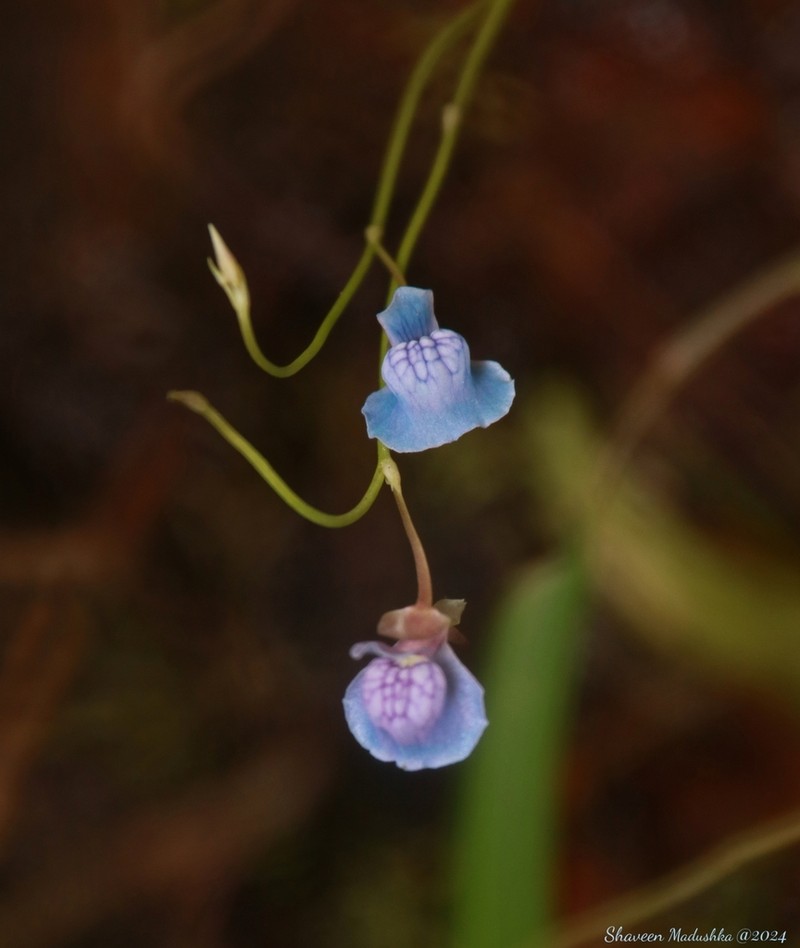 Utricularia graminifolia photo 6